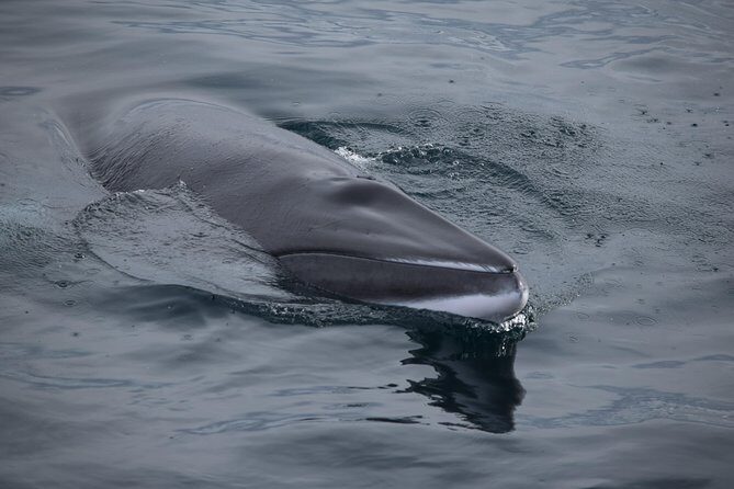 Iceland Super Saver: Northern Lights Cruise plus Whale-Watching Tour from Reykjavik - Who Will Love This Tour?