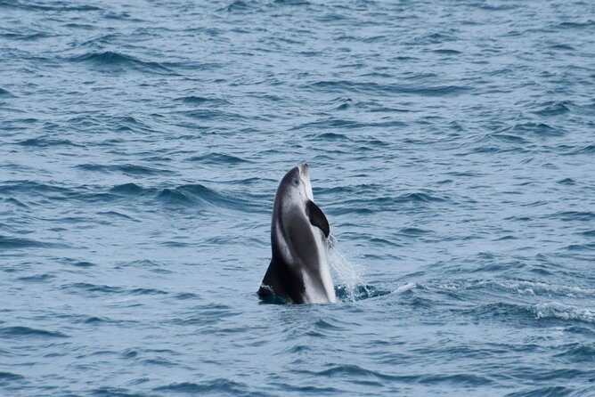 Iceland Super Saver: Northern Lights Cruise plus Whale-Watching Tour from Reykjavik - Frequently Asked Questions