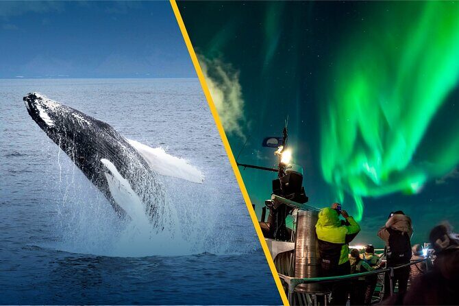 Iceland Super Saver: Northern Lights Cruise plus Whale-Watching Tour from Reykjavik - In The Sum Up