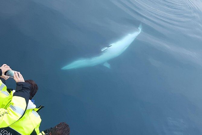 Iceland Super Saver: Puffin Cruise plus Whale-Watching Tour from Reykjavik - The Experience Itself: What You’ll Encounter