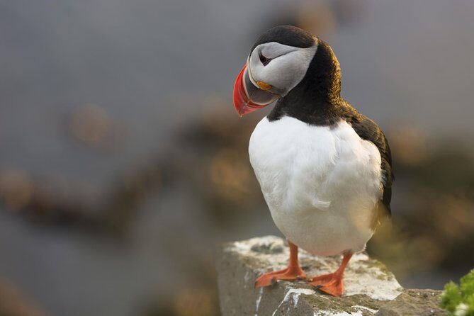 Iceland Super Saver: Puffin Cruise plus Whale-Watching Tour from Reykjavik - Practical Tips for Making the Most of Your Tour