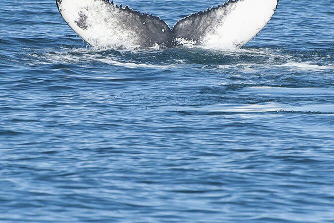 Iceland Super Saver: Puffin Cruise plus Whale-Watching Tour from Reykjavik - Final Thoughts: Is This Tour Worth It?