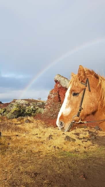 Iceland: Volcanic Landscape Horse Riding Tour - The Horses and the Guide