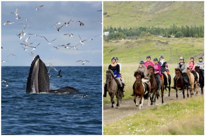 Icelandic Horse Riding and Whale Watching Cruise from Reykjavík - Key Points