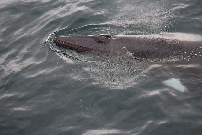 Icelandic Horse Riding and Whale Watching Cruise from Reykjavík - An In-Depth Look at the Tour