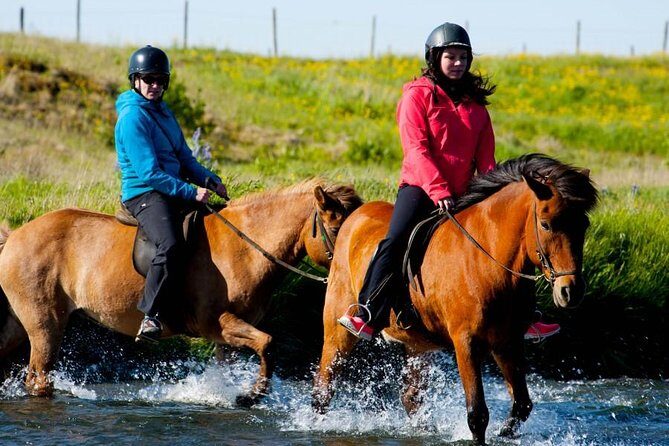 Icelandic Horse Riding and Whale Watching Cruise from Reykjavík - What the Reviews Say: Authentic Perspectives