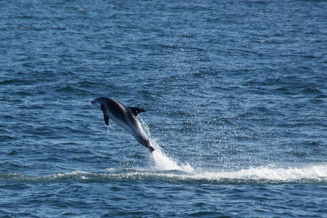 Icelandic Horse Riding and Whale Watching Cruise from Reykjavík - Final Thoughts: Who Will Appreciate This Tour?