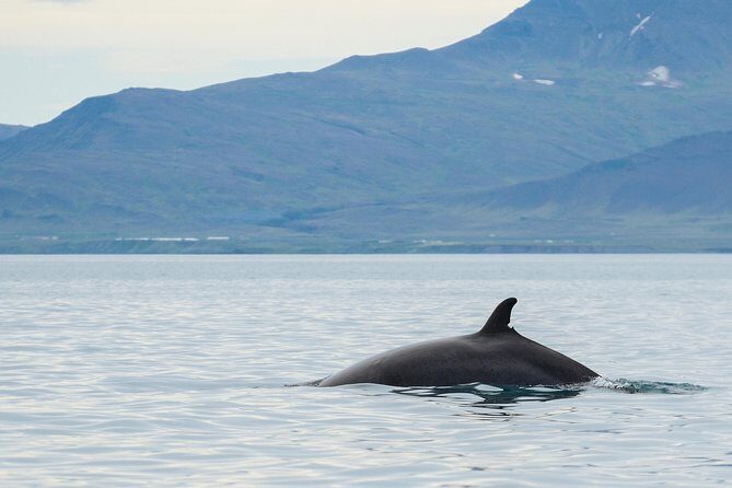 Icelandic Horse Riding and Whale Watching Cruise from Reykjavík - FAQs