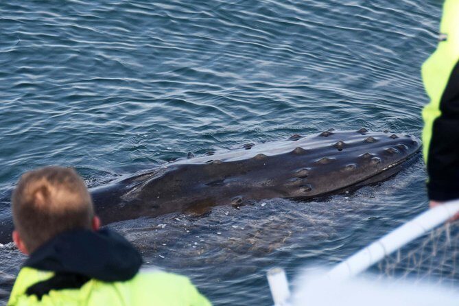 Icelandic Horse Riding and Whale Watching Tour from Reykjavik - FAQs