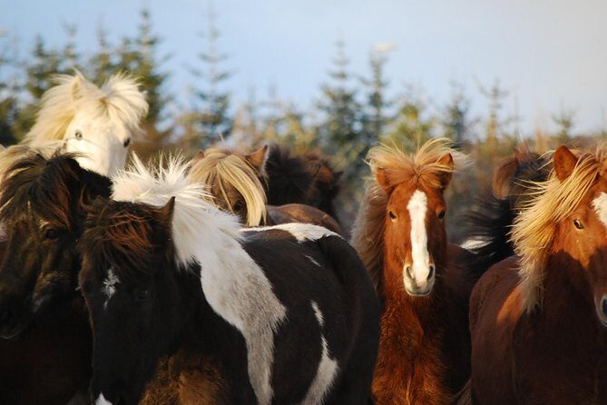 Icelandic Horseback Riding Tour from Reykjavik - Final Thoughts: Is It Worth It?