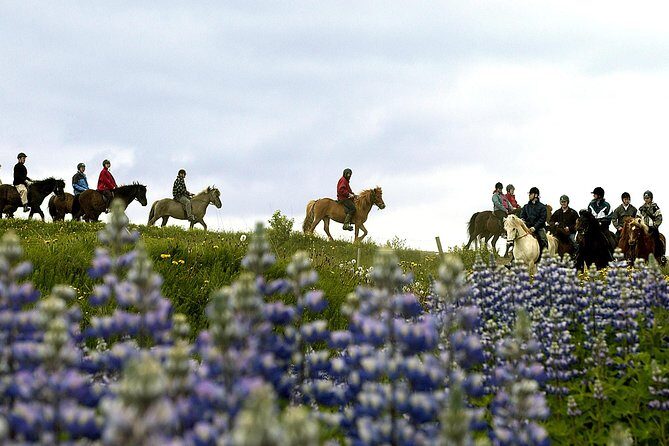 Icelandic Horseback Riding Tour Including Pick Up from Reykjavik - The Sum Up