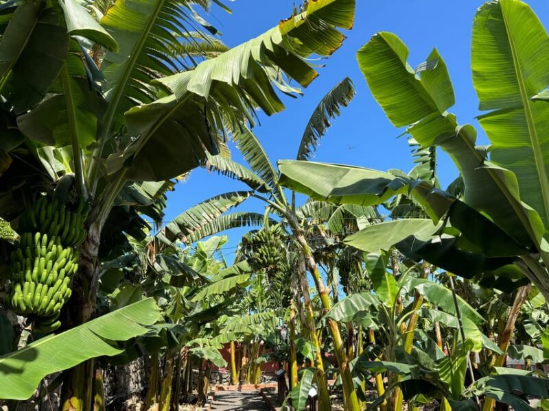 Icod de los Vinos: Casa del Plátano Entry Ticket - Key Points