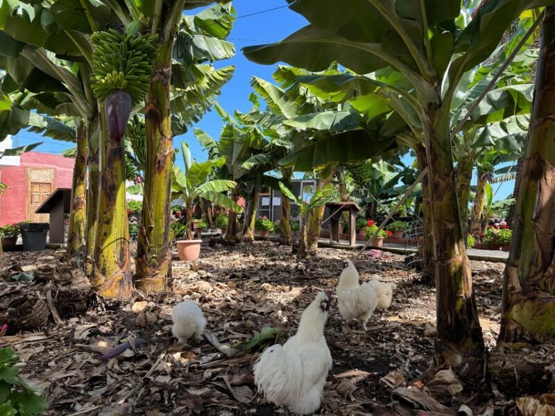 Icod de los Vinos: Casa del Plátano Entry Ticket - What Is Casa del Plátano? An Overview