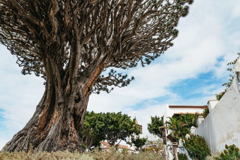 Icod de los Vinos: Dragon Tree & Botanical Garden Ticket - Why This Tour Is Worth Your Time