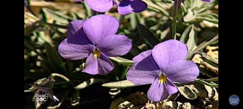 Icod de los Vinos: Walking route 1h30 - Key Points