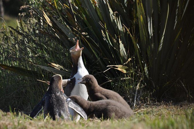 Iconic Wildlife Tour with Yellow Eyed Penguins & Royal Albatross - Exploring the Itinerary in Detail