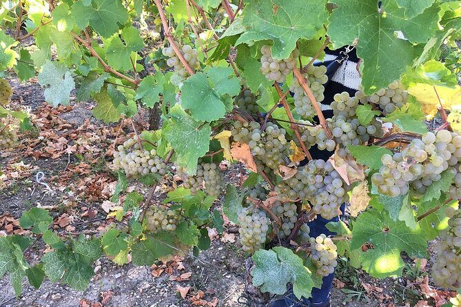 ICONICS Tour: 1/2 day on the Wine Route, visit of 2 Villages + Tasting. - An In-Depth Look at the ICONICS Tour Experience