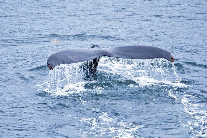 Icy Strait Shore Excursion: Whale Watching Adventure Tour - A Deep Dive Into the Icy Strait Whale Watching Adventure