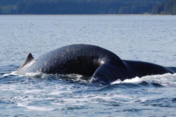Icy Strait Shore Excursion: Whale Watching Adventure Tour - Final thoughts