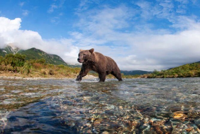 Icy Strait Small Group Shore Excursion: We're going on a bear hunt! - An In-Depth Look at the Icy Strait Small Group Tour