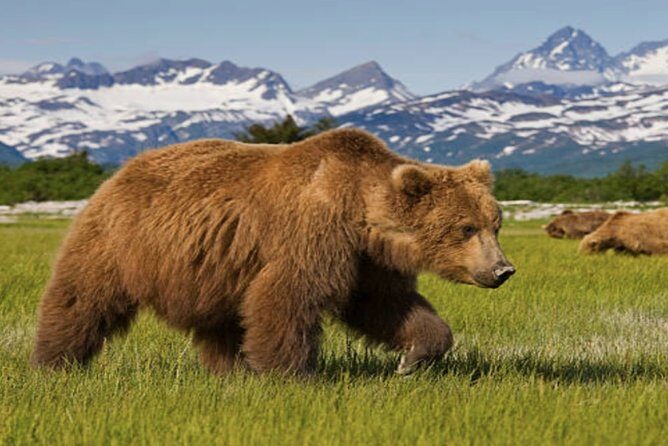 Icy Strait Small Group Shore Excursion: We're going on a bear hunt! - FAQ