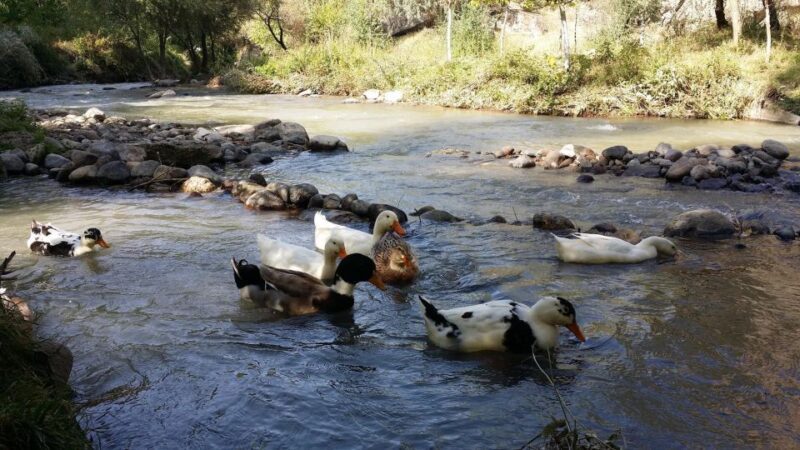 Ihlara Valley Full Day Hiking Tour with expert guide - Who Should Consider This Tour?