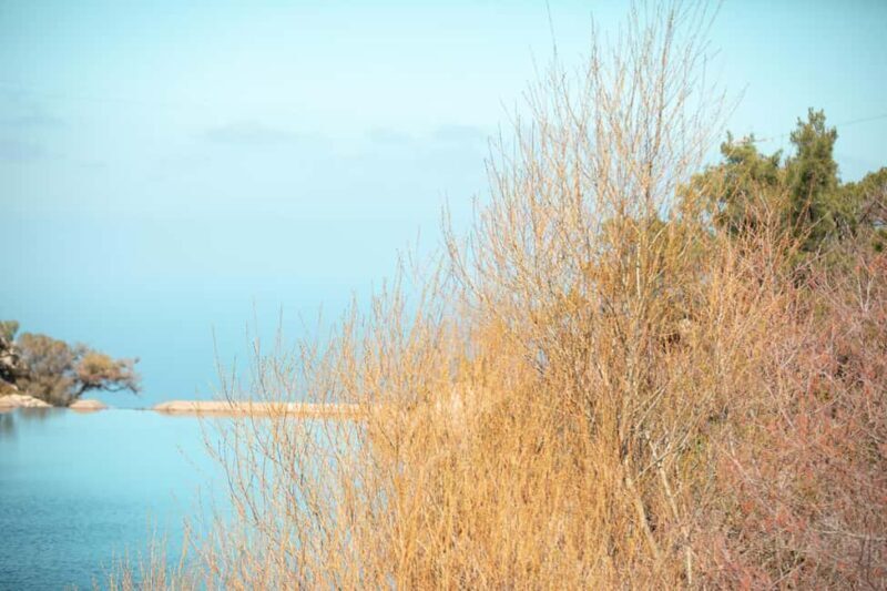 Ikaria Longevity: Forest Pilates, Monastery & Family Winery - An In-Depth Look at the Ikaria Longevity Tour