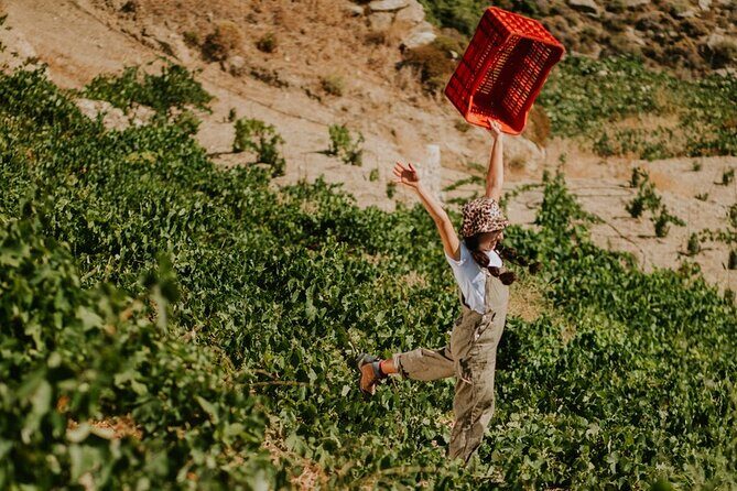 Ikaria, Two Family-run Wineries in a single Day with Pick-Up - Exploring Ikaria’s Wine Heritage: A Deep Dive into the Two Family-Run Wineries Tour