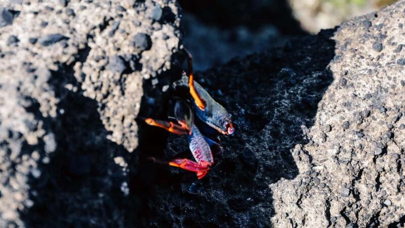 Ilhéu de Vila Franca: Guided Eco Boat Tour with Biologist - Who Would Love This Tour?