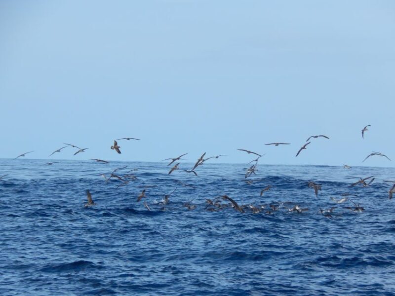 Ilhéus das Cabras in Terceira Island - Key Points