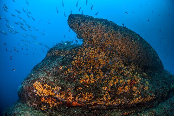 Immersion in Banco Santa Croce from Sorrento with Expert Guide - A Full Breakdown of the Experience