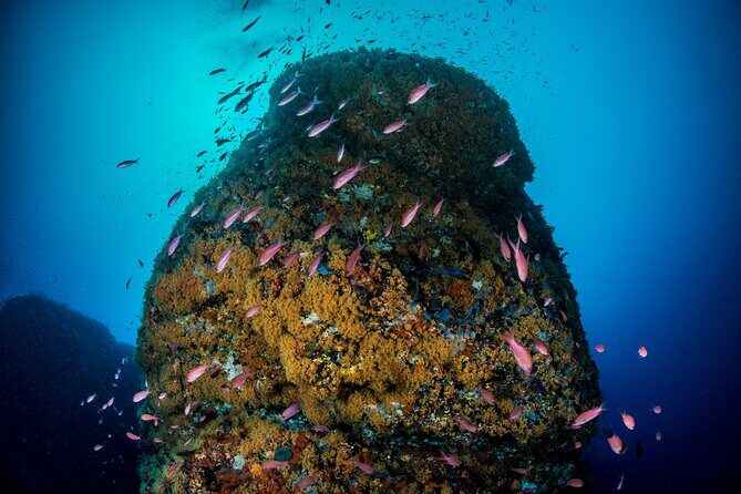 Immersion in Banco Santa Croce from Sorrento with Expert Guide - Who Will Love This Tour?