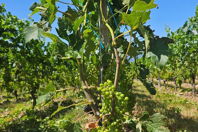 Immersion in the Geneva vineyards by tuktuk with tasting - Key Points