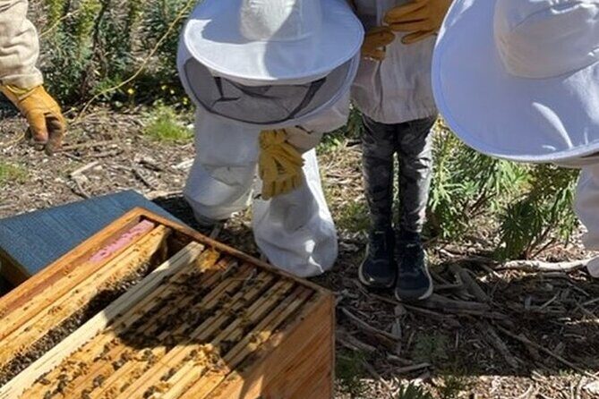 Immersion in the Life of a Hive and its Sacred Bees - The Experience: What Does the Tour Entail?