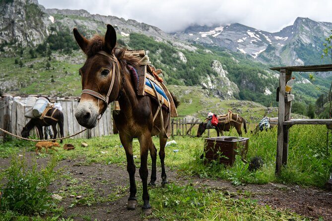 Immersive 2-Day Tour/Homestay with Shepherds in the Albanian Alps - The Sum Up
