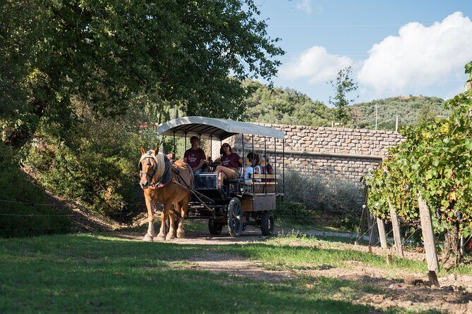 In a carriage among the vineyards, visit of the cellar, tasting of organic wines. - The Cellar and Amphorae Tour: A Deep Dive into Wine Production