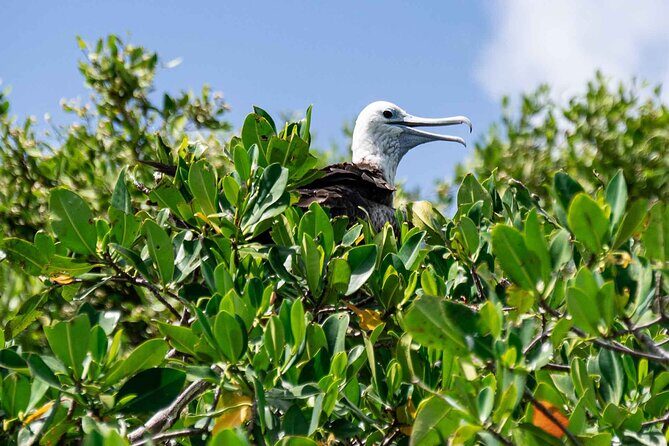 In Contact with Nature, Sian Ka'an Biosphere Boat Ride Tour - The Sum Up: A Genuine Day in Mexico’s Natural Heartland
