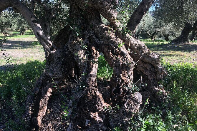 In Crete Discover the miracle of Olive Oil and Organic Fruits - Who Should Consider This Tour?