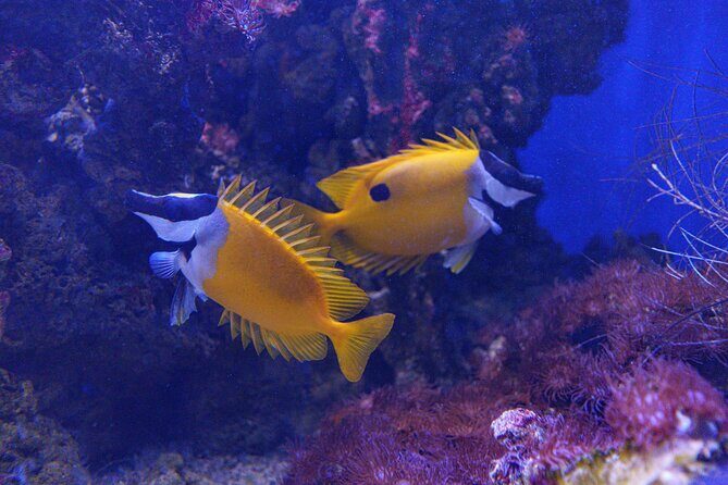 Inbursa Aquarium ticket - Is This Tour Worth It?