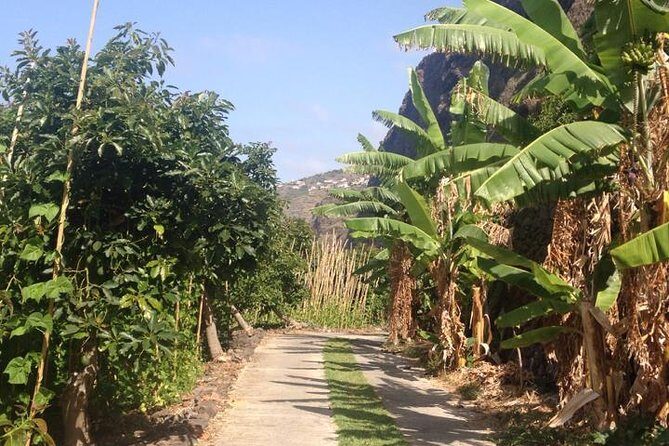 Incredible tour to a 'Faja' with a story - Key Points