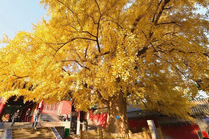 Independent Tour to Shaolin Temple and Longmen Grottoes from Zhengzhou - Exploring the Tour Itinerary in Detail