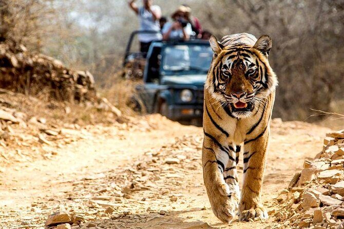 India Forts & Palaces With Tigers Rajasthan Tour - 17 Days - FAQs