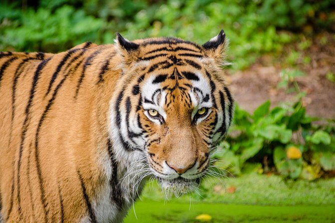 India Tiger Tour with Khajuraho - Exploring the Itinerary in Detail