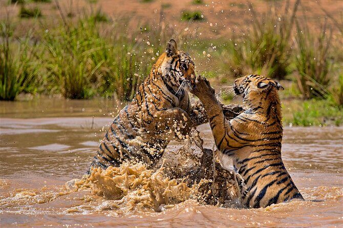 India Wildlife Photography Tour - Key Points