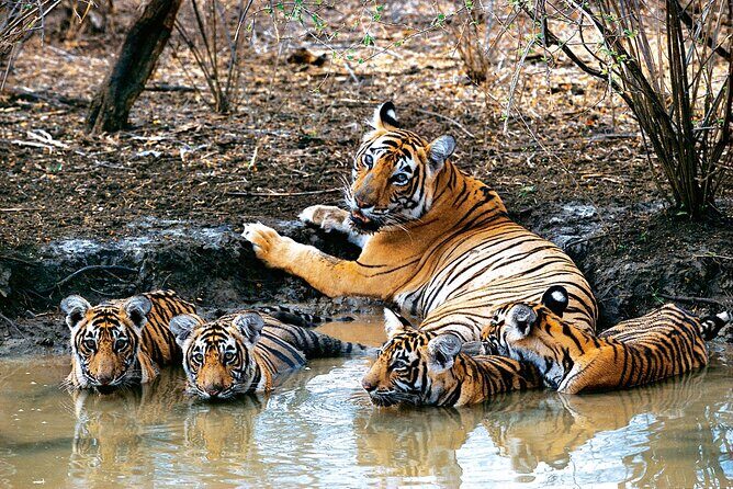 India Wildlife Photography Tour - Transportation and Accommodation