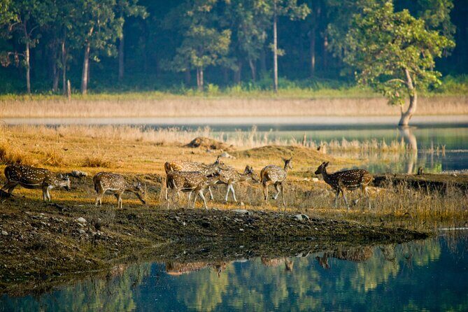 India Wildlife Photography Tour - Price and Value