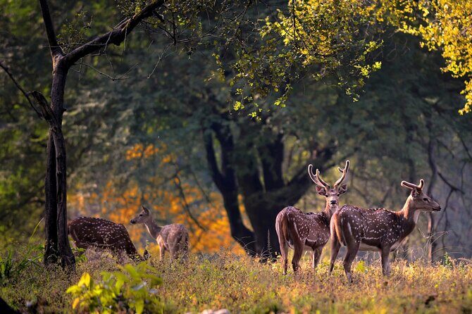 India Wildlife Photography Tour - Who Should Consider This Tour?