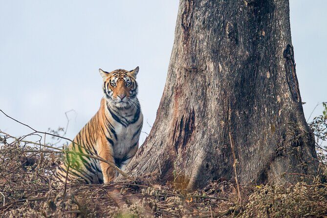 India Wildlife Photography Tour - Frequently Asked Questions