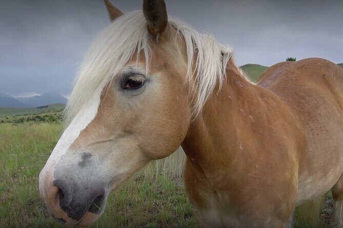 Indoor Horsemanship - Exploring the Indoor Horsemanship Experience
