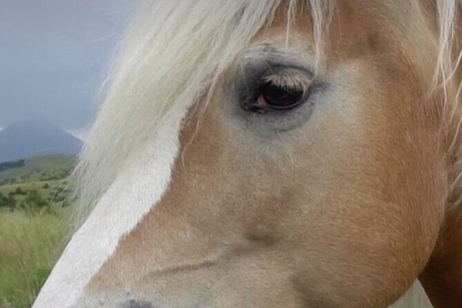 Indoor Horsemanship - Who Should Consider This Experience?